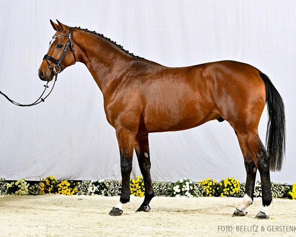 Springpferd Cacino (Hannoveraner, 2020, von Colman)