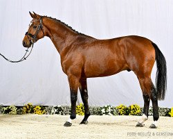 jumper Cacino (Hanoverian, 2020, from Colman)