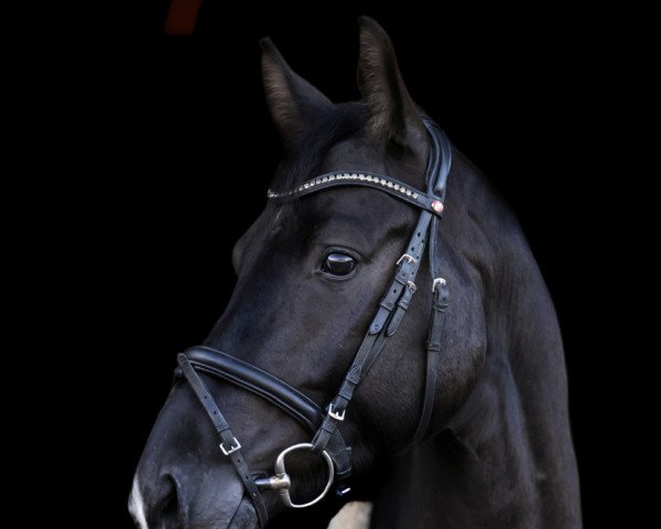 horse Buddy Cool (Oldenburg, 2016, from Bernay)