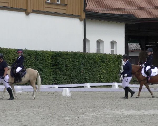 Reitturnier Avenches 2023
