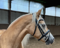 dressage horse Alia 25 (Haflinger, 2011, from Nephus di Vorno)