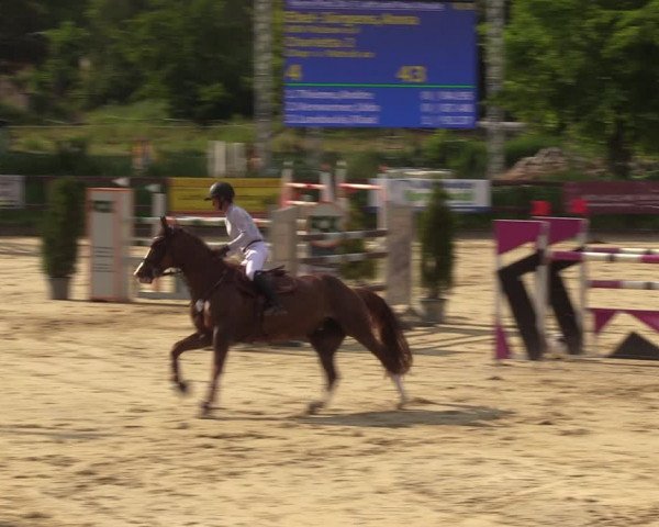 Reitturnier Schönfeld 2023