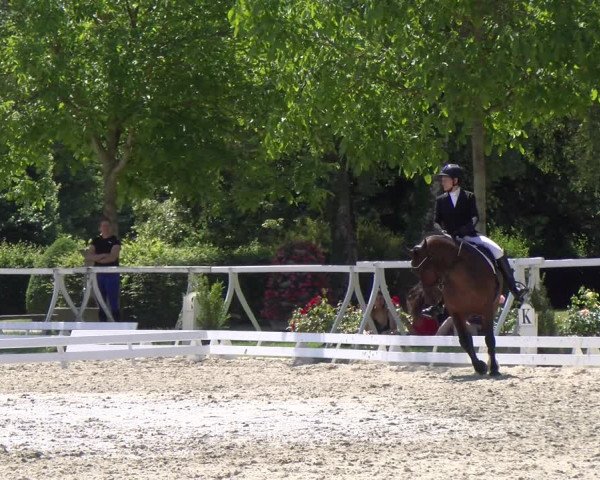 Reitturnier Avenches 2023