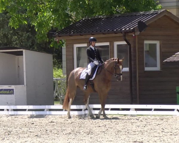 Reitturnier Avenches 2023