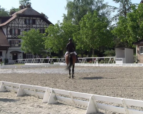 Reitturnier Avenches 2023