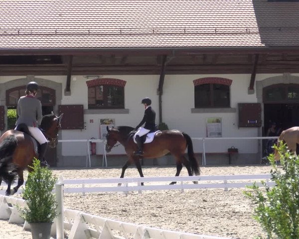 Reitturnier Avenches 2023