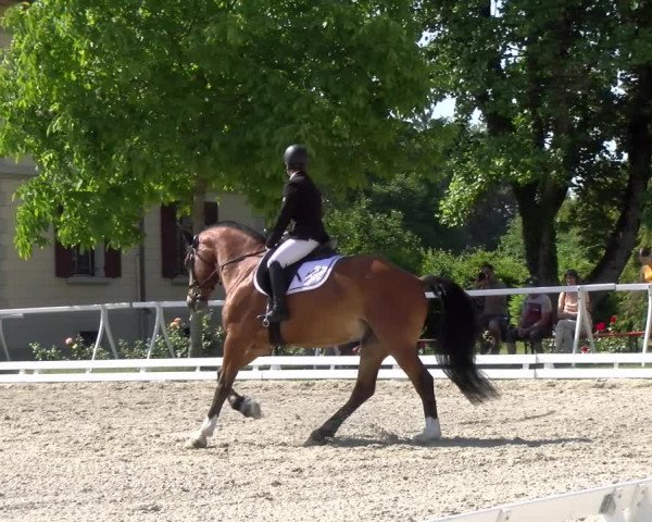 Reitturnier Avenches 2023
