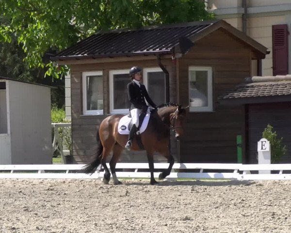 Reitturnier Avenches 2023
