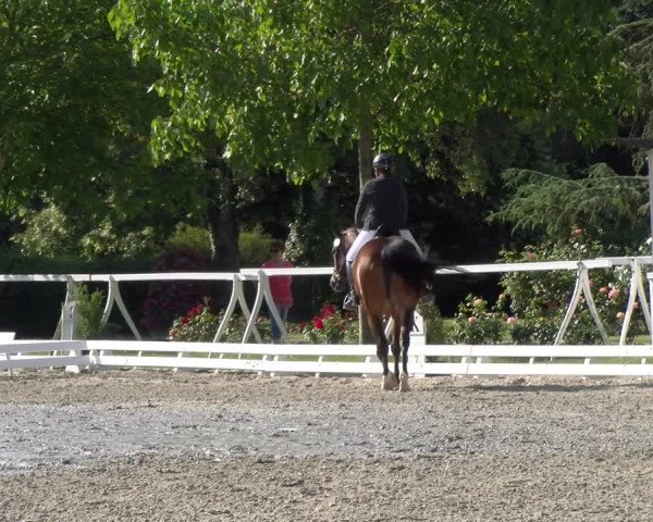 Reitturnier Avenches 2023
