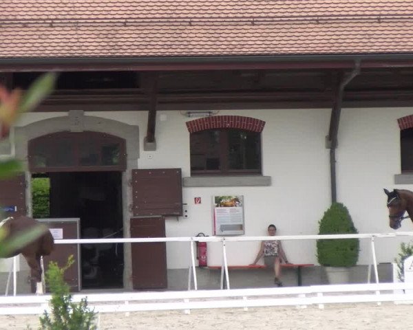 Reitturnier Avenches 2023