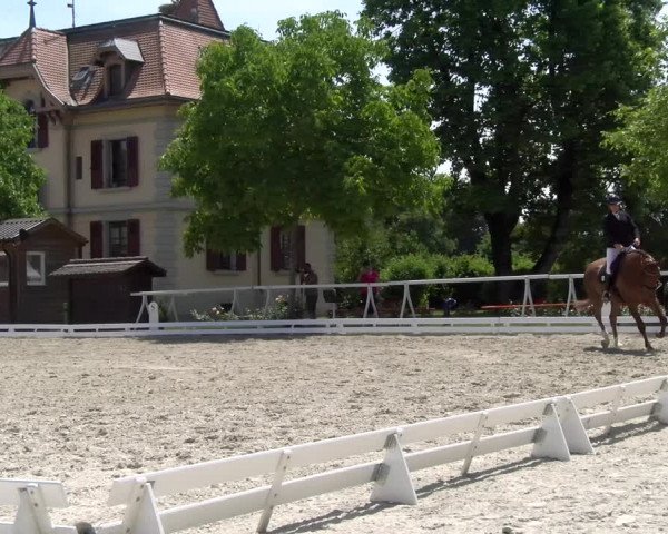 Reitturnier Avenches 2023