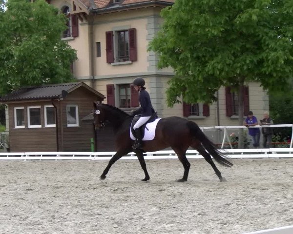 Reitturnier Avenches 2023