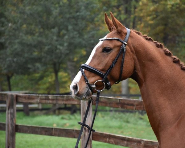 dressage horse Sunshine’s Rose (Westphalian, 2018, from Sir Heinrich OLD)