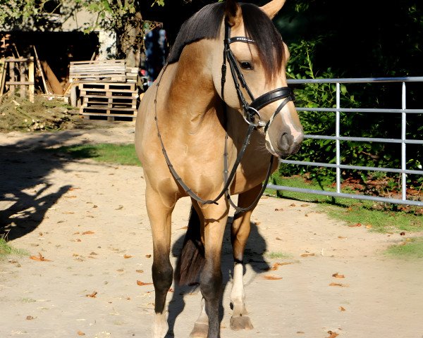 horse Ready for Love SN (German Riding Pony, 2020, from Rivers Dancing AS)