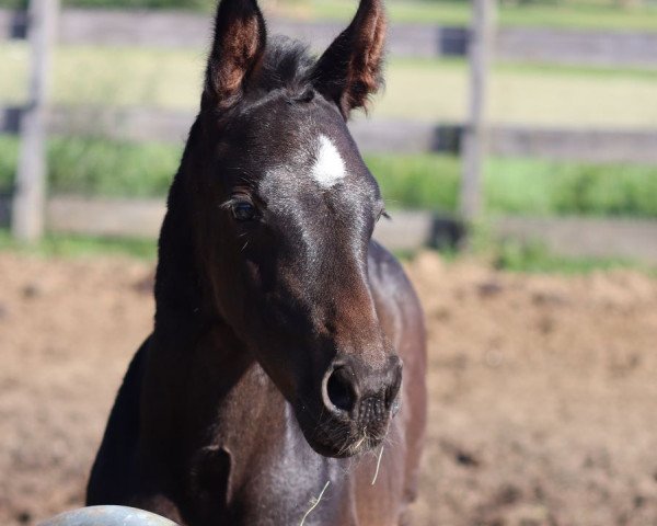 stallion De Candero (Westphalian, 2023, from Duplexx)