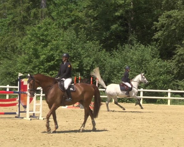 Reitturnier Nordstetten- Horb 2023