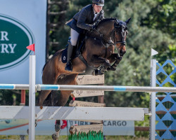 jumper Kimira van het Kluizebos (Belgian Warmblood, 2010, from Boris van het Kluizebos)