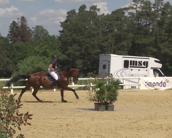 Reitturnier Nordstetten- Horb 2023