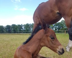 horse Hengst von Acomet / Cornet Obolensky (N.N.) (Westphalian, 2023, from Acomet)
