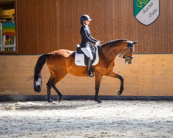 dressage horse Rockadera 4 (Rhinelander, 2013, from Rock Forever NRW)