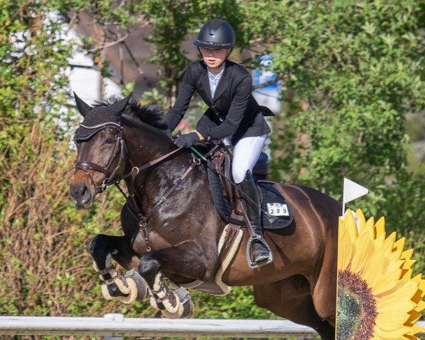 jumper C´est la vie E (Oldenburg show jumper, 2013, from Contendro I)