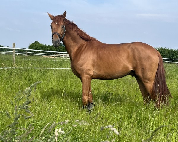 horse Vancouver BG (Hanoverian, 2020, from Vivino)