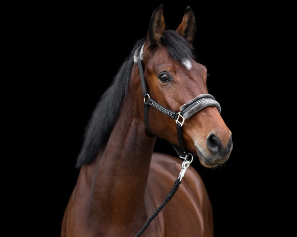 Pferd Viktor 121 (Westfale, 2019, von Vitalis)