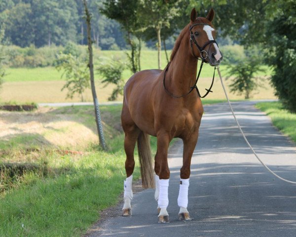 Dressurpferd Fürst Fritz 6 (Westfale, 2009, von Fürst Piccolo)