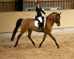 dressage horse Der Kleine Hobbit 4 (German Riding Pony, 2012, from Dankeschön)