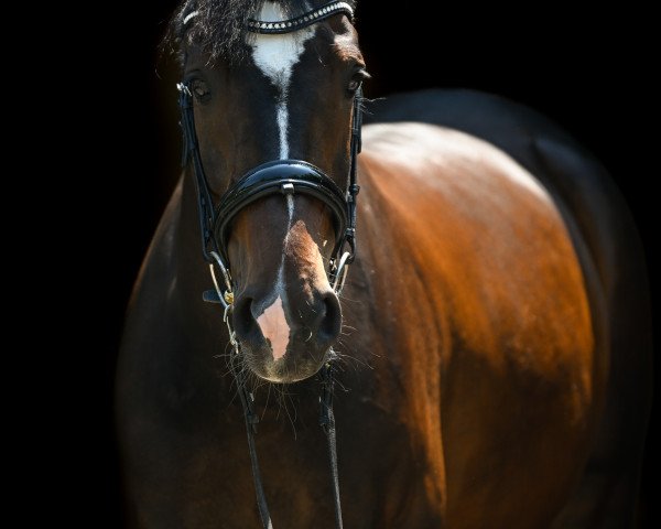 jumper Villimey TF (Hanoverian, 2016, from Vancouver d'Auvray)