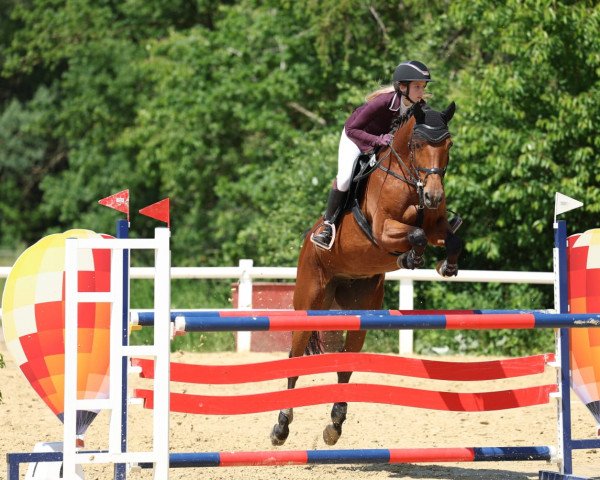 jumper Lucien R (Oldenburg, 2008, from Lordanos) jumper Lucien R (Oldenburg, 2008, from Lordanos)