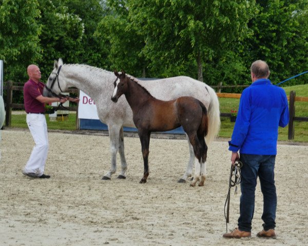 horse Pin Up R (German Sport Horse, 2023, from Callaho's Benicio)
