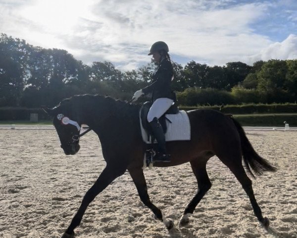 dressage horse Subito W (Westphalian, 2010, from Son of Cologne)