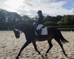 dressage horse Subito W (Westphalian, 2010, from Son of Cologne)