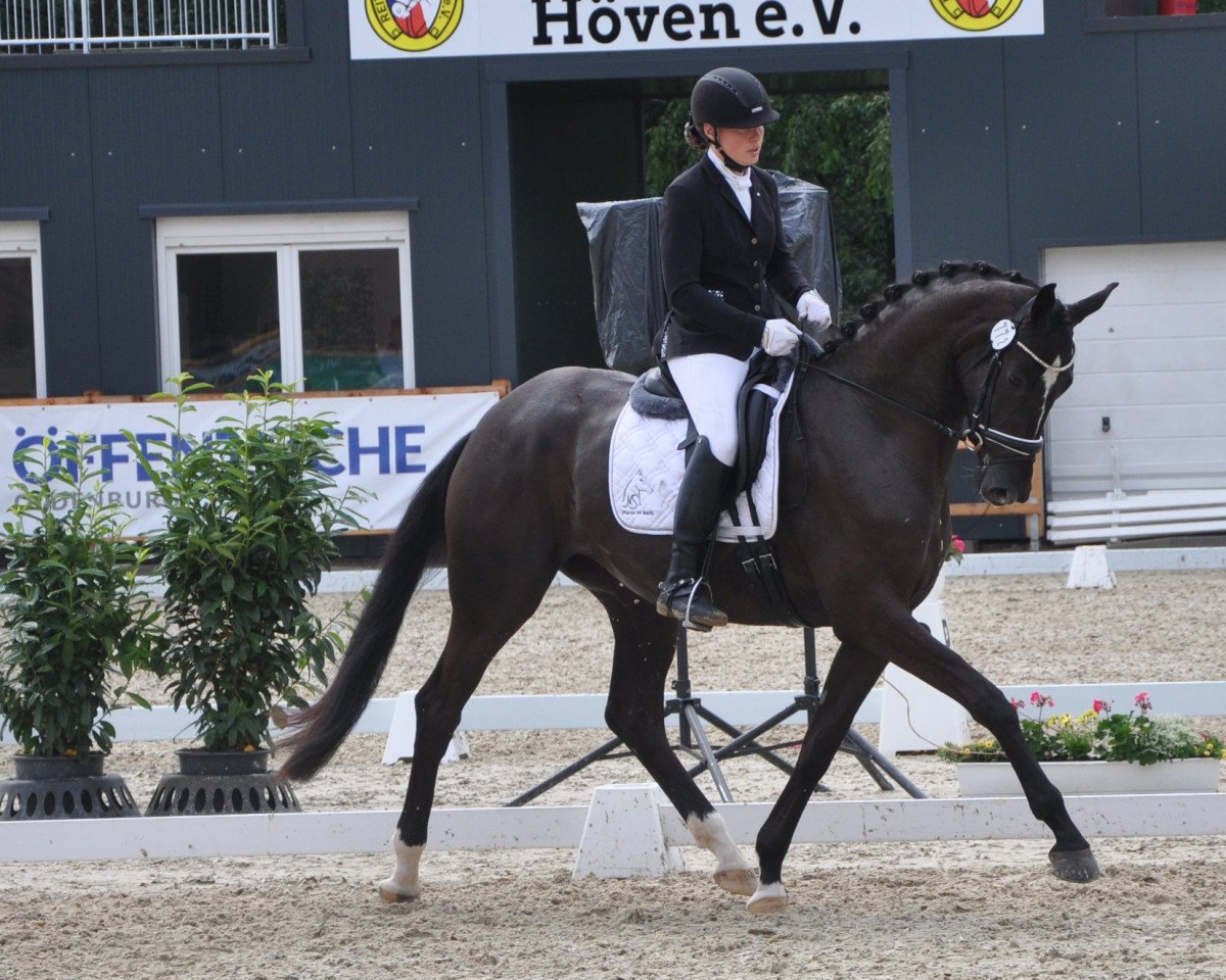 horse Shanghai 19 (Oldenburg, 2016, from Honoré du Soir)