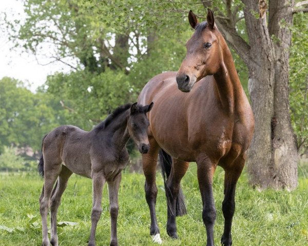 horse Ducada JS (Hanoverian, 2023, from Duplexx)