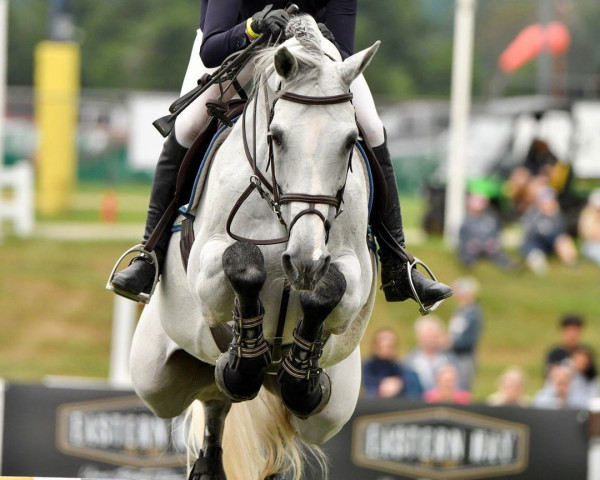Springpferd Nkh Calango (Belgisches Warmblut, 2008, von Calvados)
