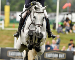 jumper Nkh Calango (Belgian Warmblood, 2008, from Calvados)