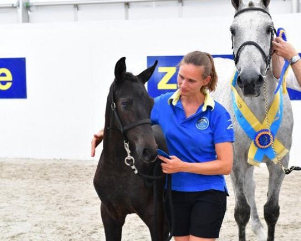 Pferd Czaba Z (Zangersheide Reitpferd, 2019, von Codex One)