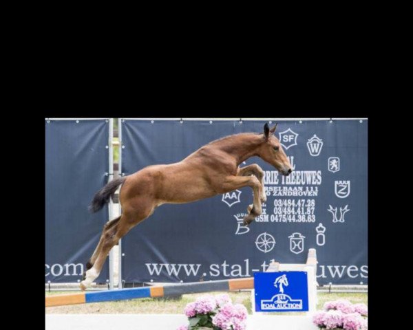 horse Isaia Z (Zangersheide riding horse, 2017, from Ideal de La Loge)