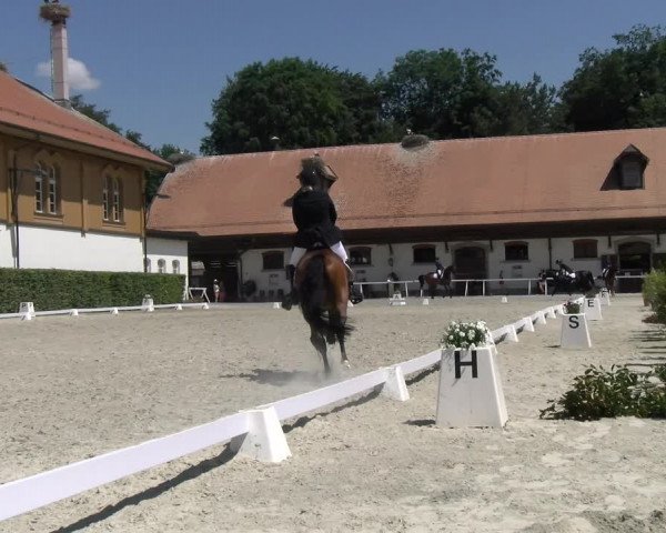 Reitturnier Avenches 2023