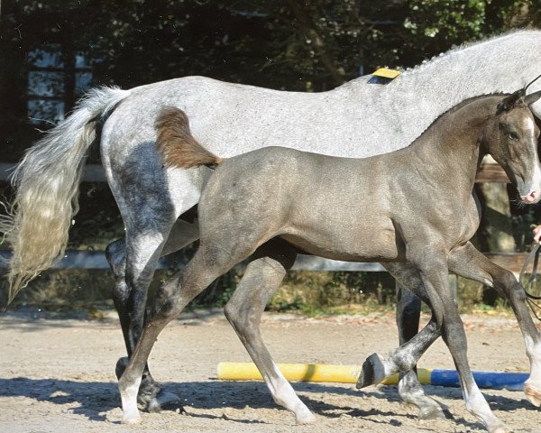 horse Cessna Z (Zangersheide riding horse, 2018, from Colorit)