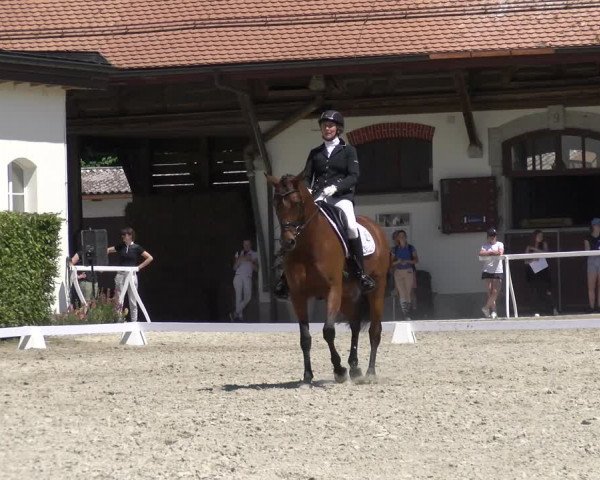 Reitturnier Avenches 2023