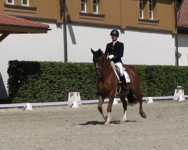 Reitturnier Avenches 2023
