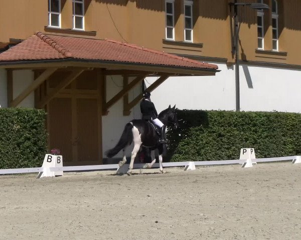 Reitturnier Avenches 2023