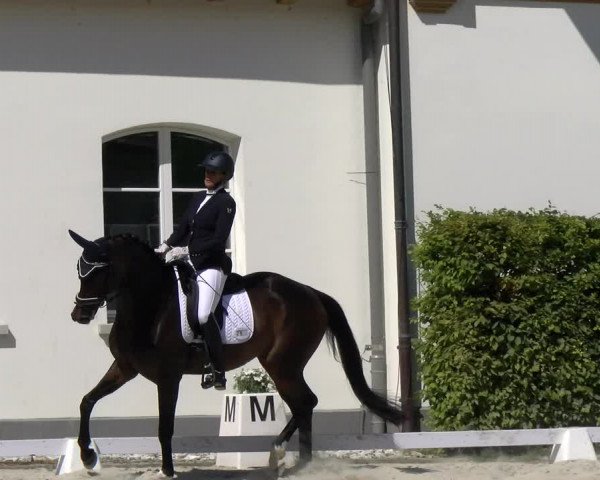 Reitturnier Avenches 2023