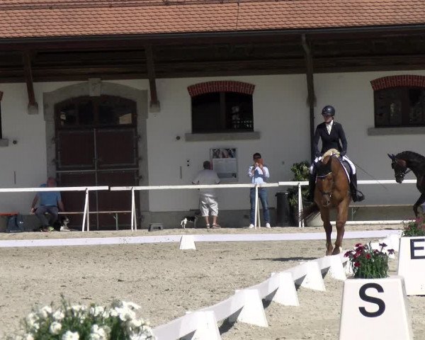 Reitturnier Avenches 2023