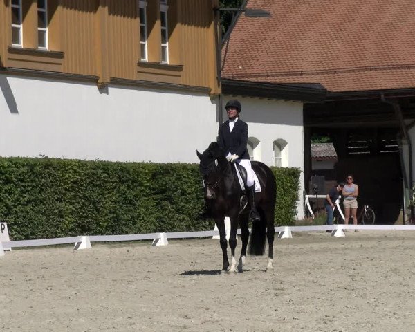 Reitturnier Avenches 2023