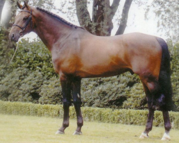 stallion Numero Uno (KWPN (Royal Dutch Sporthorse), 1995, from Libero H)