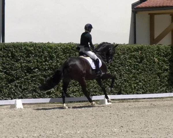 Reitturnier Avenches 2023
